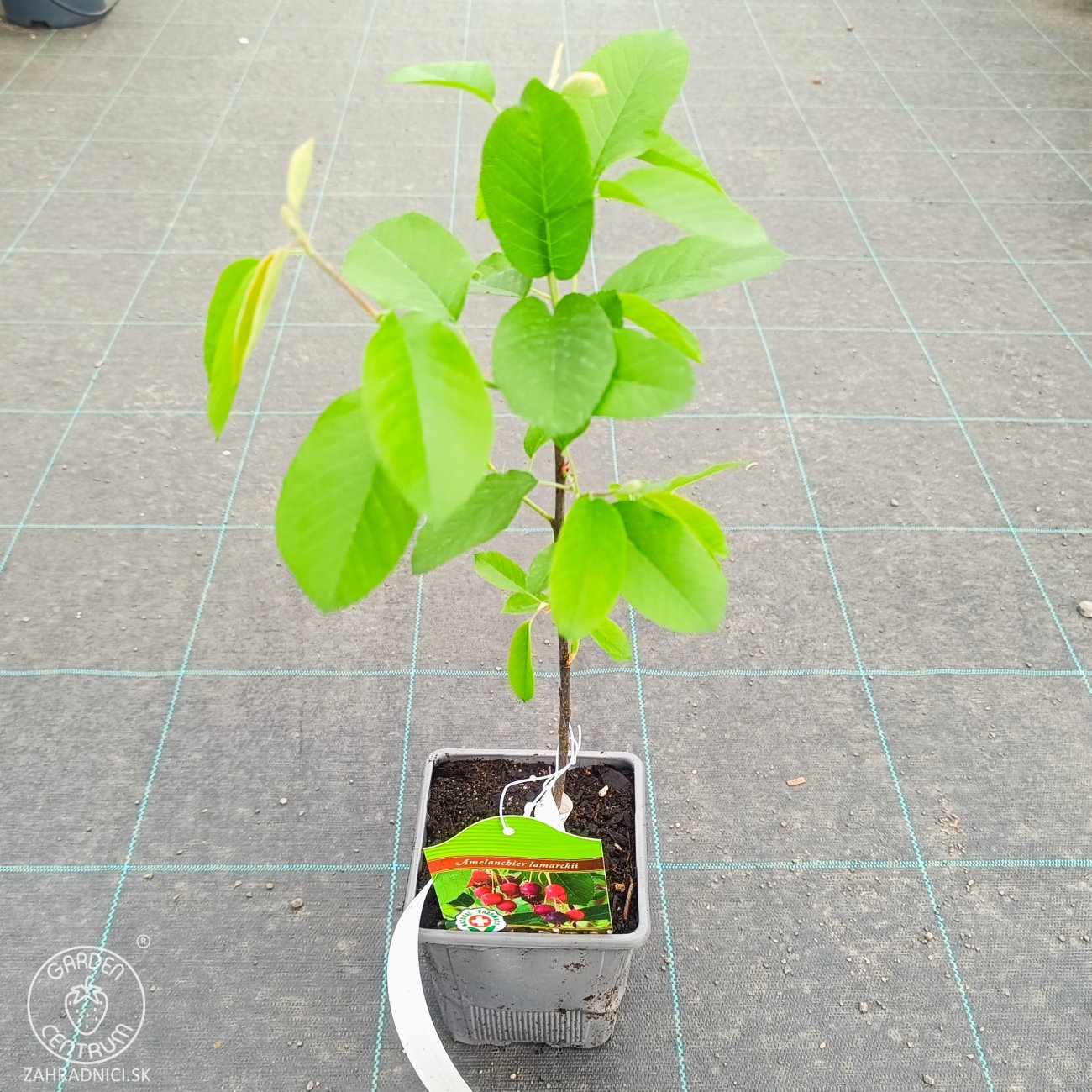Obrázok Muchovník kanadský (Amelanchier canadensis) ‘PRINCE WILLIAM’ – výška 40-50 cm, kont. P11